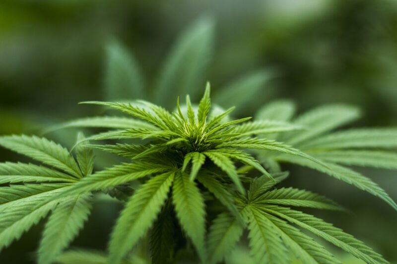 Did you know cannabis has many compounds called cannabinoids? Click here for a guide to the different types of cannabinoids.