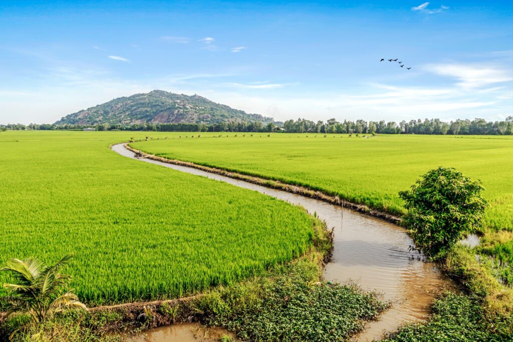 What Can Go Wrong With Irrigation Systems? What Can Go Wrong With Irrigation Systems?