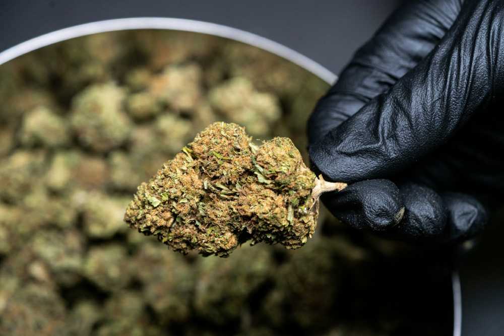 The Rise of CBD and Cannabis Delivery Services