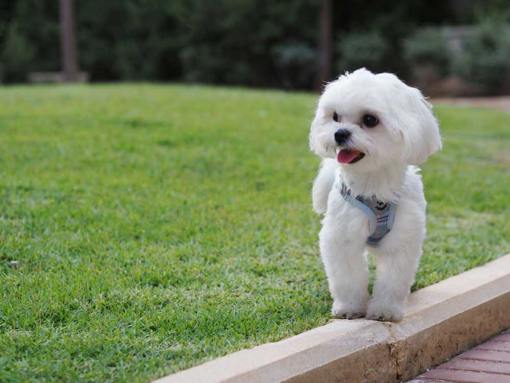 What Dog Breeds Are Small Enough to Fit in a Standard Crate