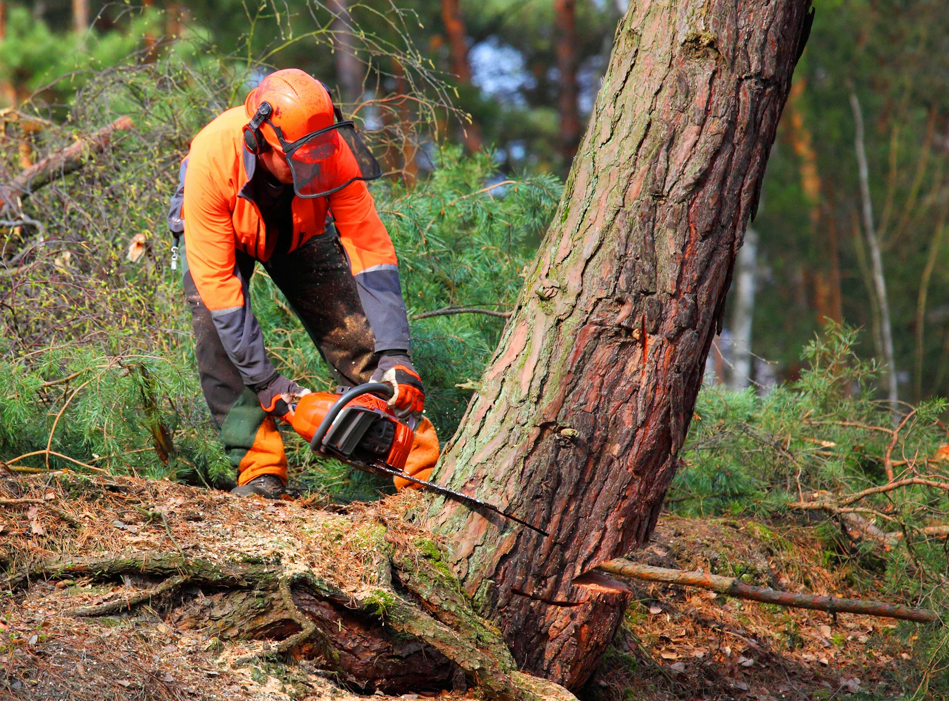 Tree Removal for Your Property