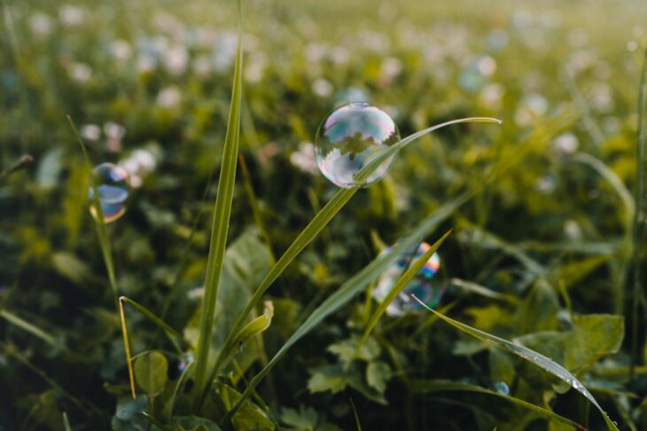 How to Pick Grass Seed Like a Pro: Climate, Use, and Style Tips